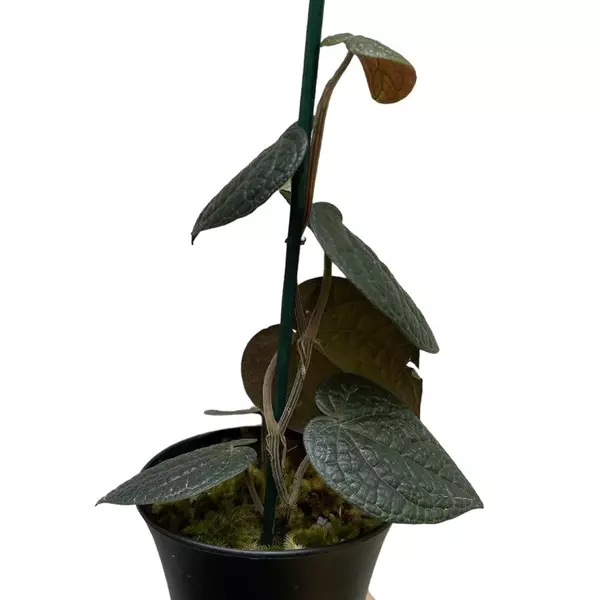 Piper sp. Papua (Black Piper)