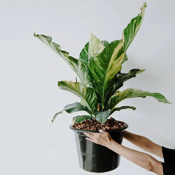 anthurium renaissance tricolor