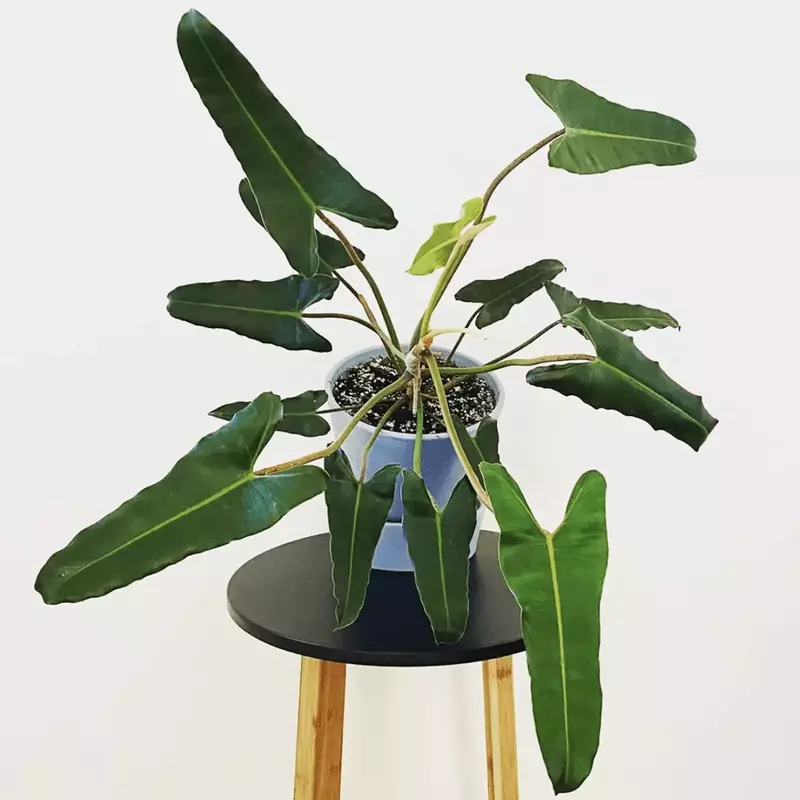 philodendron atabapoense