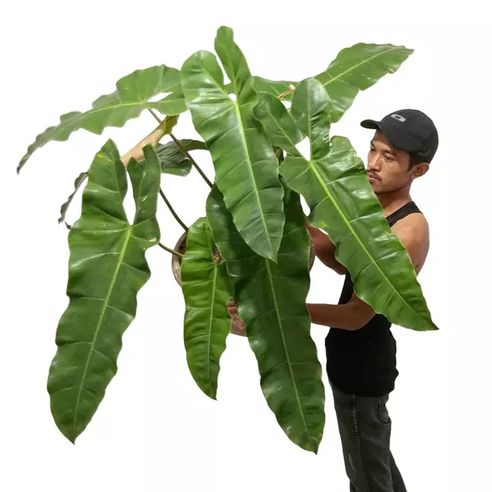 philodendron atabapoense