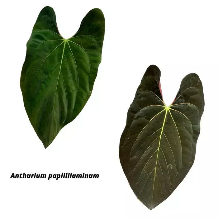 Anthurium papillilaminum