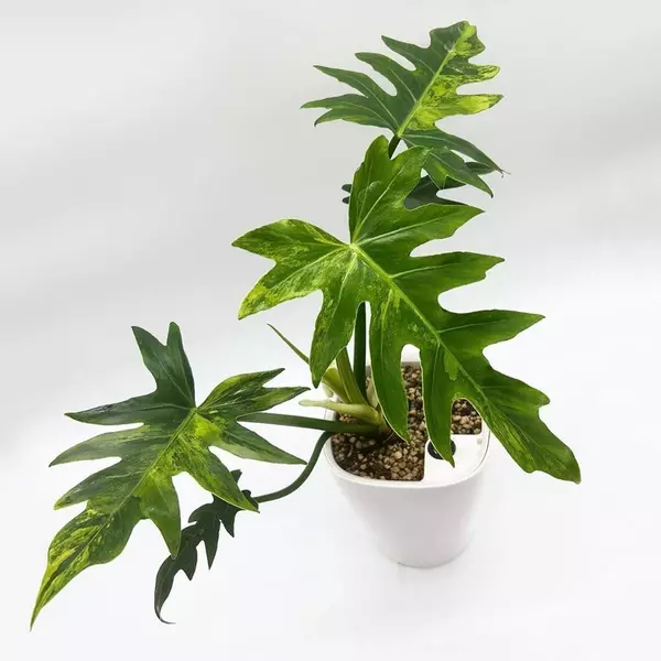 Philodendron Radiatum Variegated
