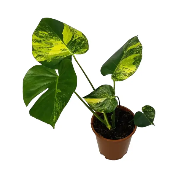 MONSTERA AUREA VARIEGATED