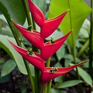 Heliconia Iris Red