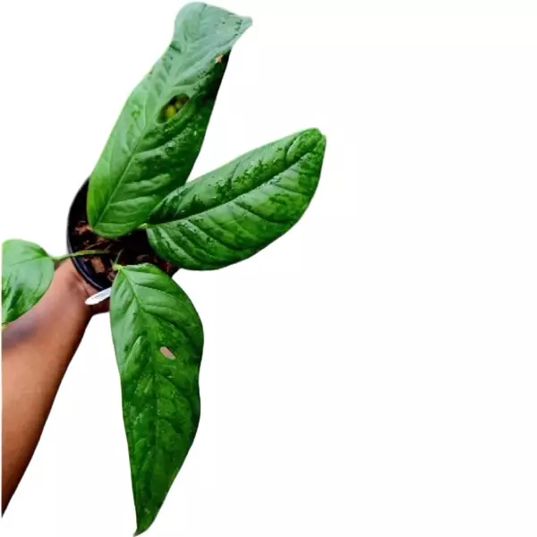 Monstera obliqua “Amazónica”