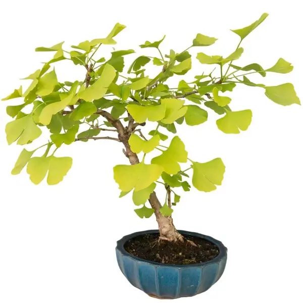 Ginko biloba
