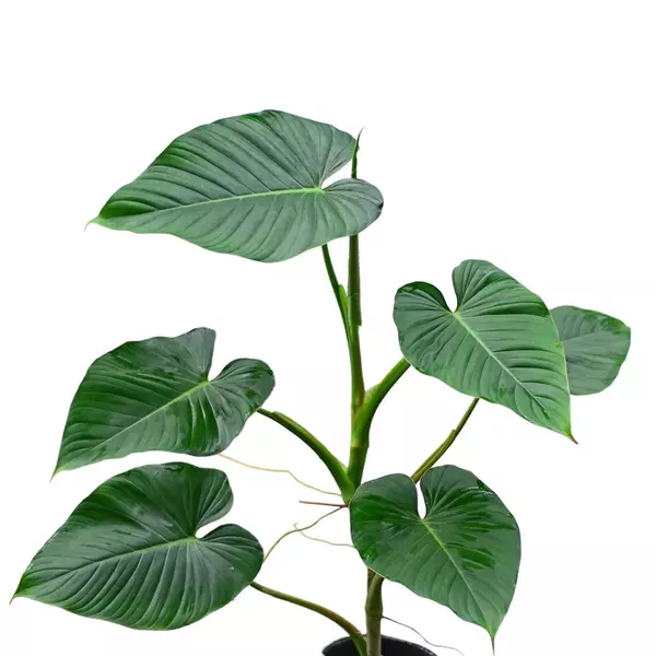 Philodendron Rubrocinctum