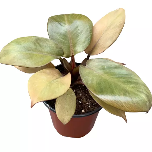 Philodendron gold cardinal