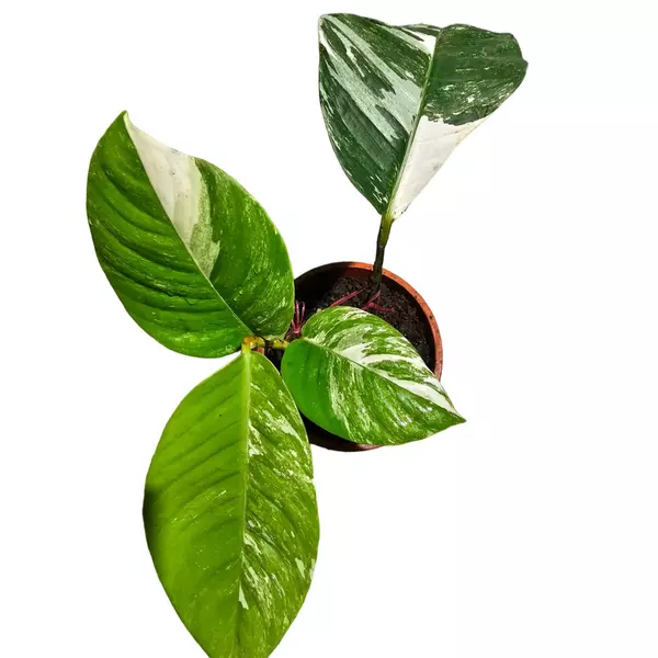 Rhaphidophora Foraminifera Variegated