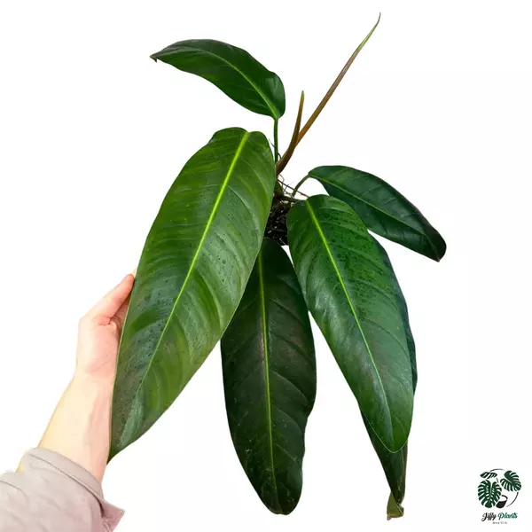 Philodendron Morning Sun