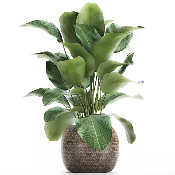 Calathea Lutea (Cigar Plant)