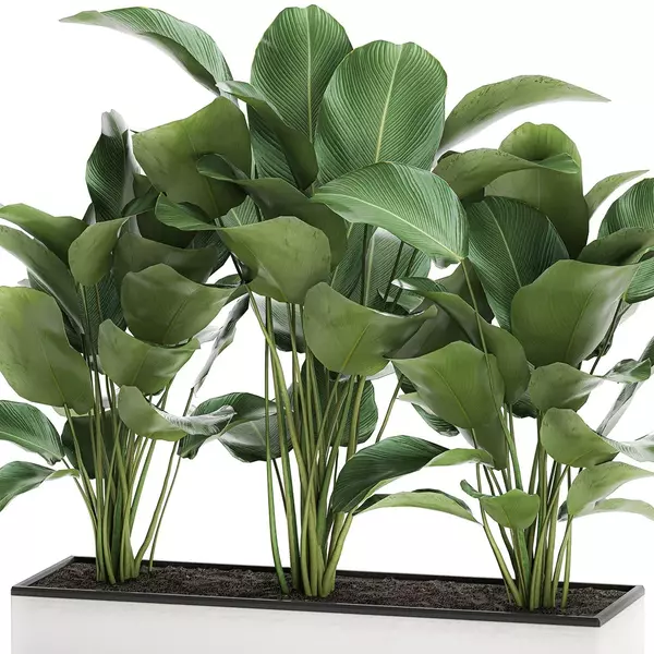 Calathea Lutea (Cigar Plant)