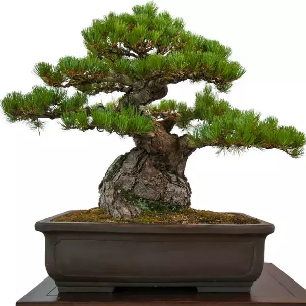 Japanese Black Pine