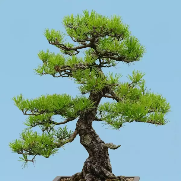 Japanese Black Pine