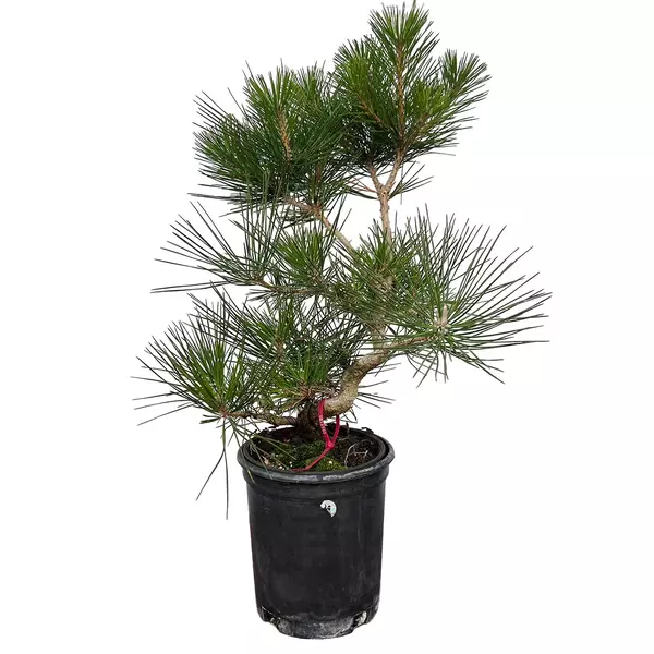 Japanese Black Pine
