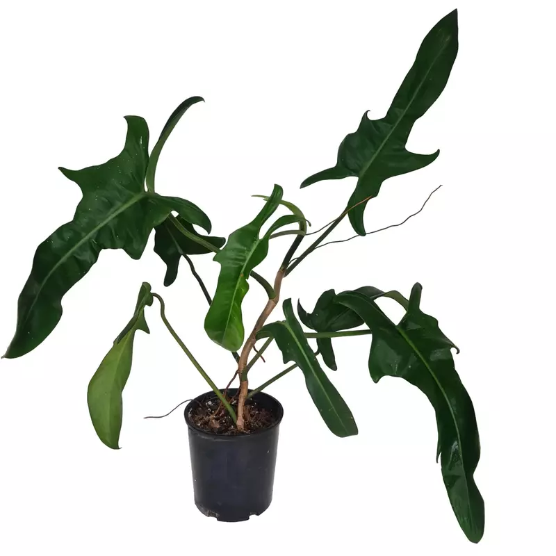 philodendron jerry horne
