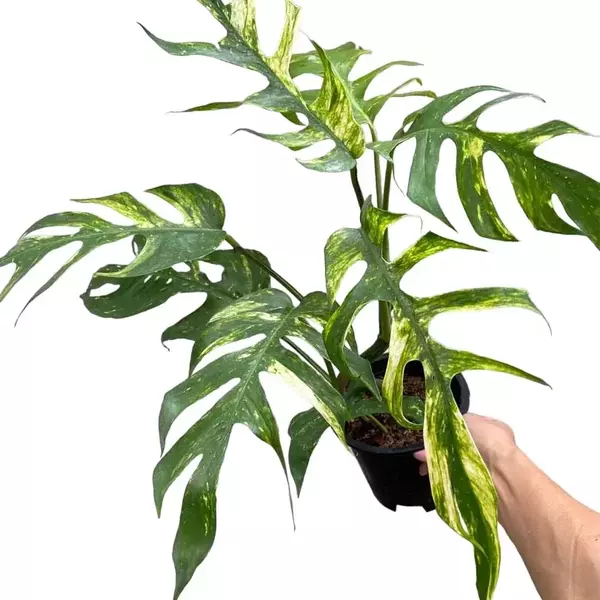 Epipremnum Pinnatum Yellow Flame