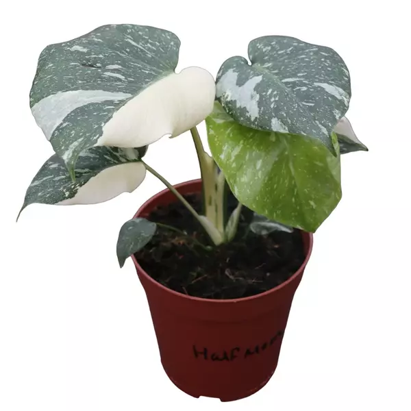 Monstera Thai Constellation Half Moon