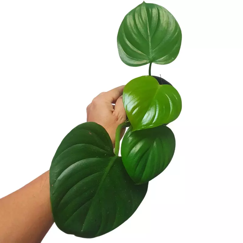 Philodendron eximium