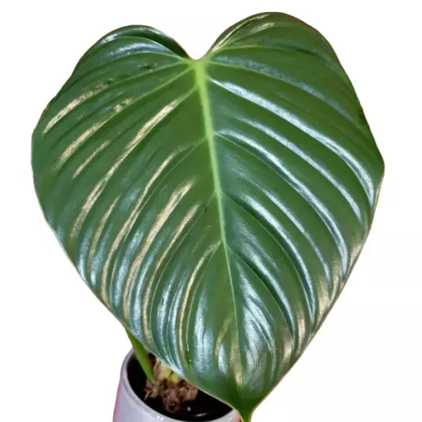 Philodendron eximium