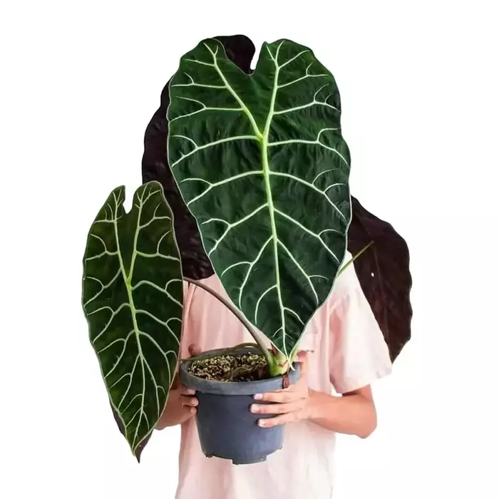 Alocasia Watsoniana