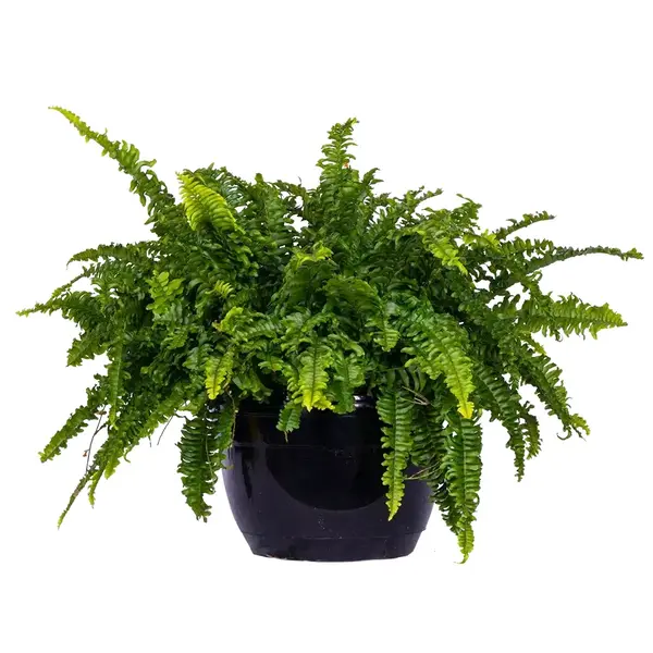 Boston fern