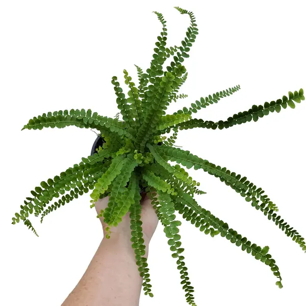 butten fern