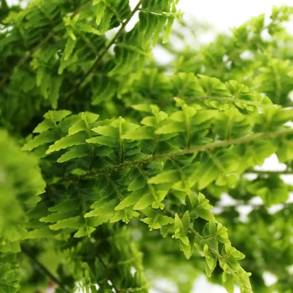 Nephrolepis exaltata ‘Green Fantasy’