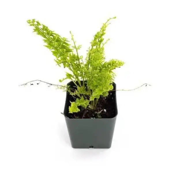 EMERALD VASE BOSTON FERN-Nephrolepis exaltata 'Bostoniensis Emerald Vase'