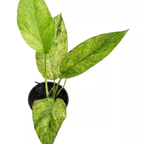 Epipremnum Pinnatum Mint