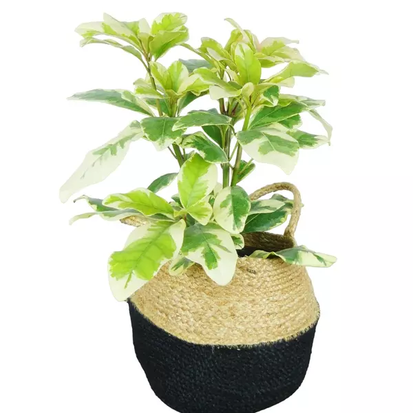 Pisonia Grandis Variegated