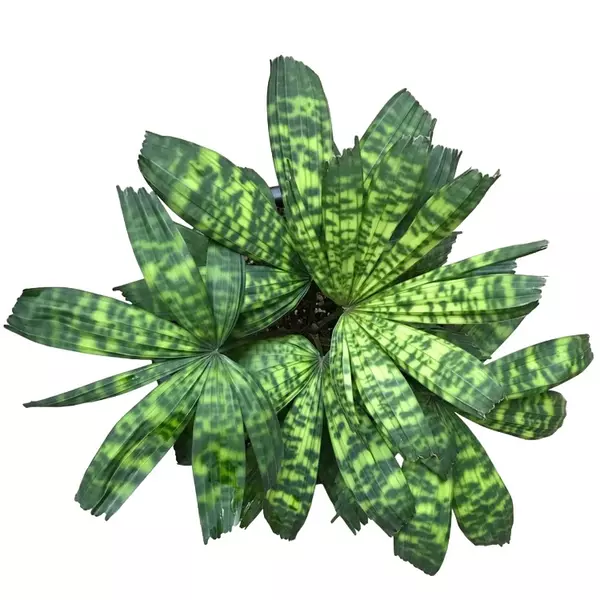 Licuala mattanensis 'Mapu'