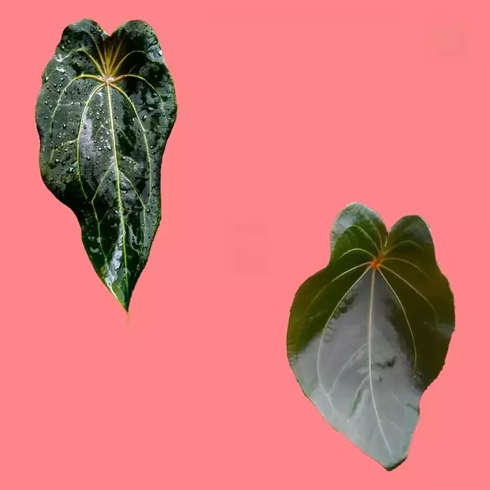 anthurium red spider