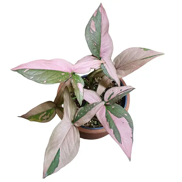 Syngonium Pink Splash