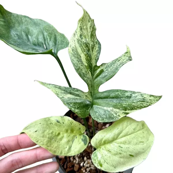 Amydrium Spider Mint