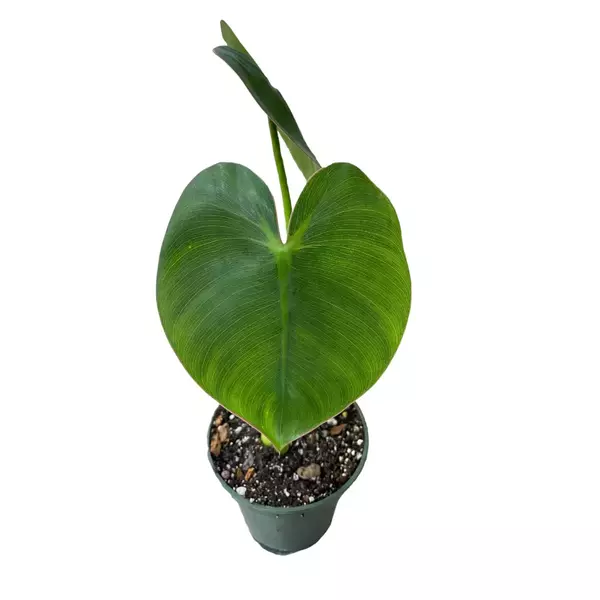 Philodendron ricardoi