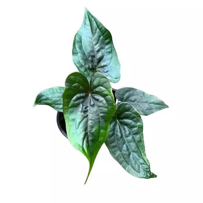 Anthurium 'Eternal Night' Mutant (Luxurians x Papillilaminum)