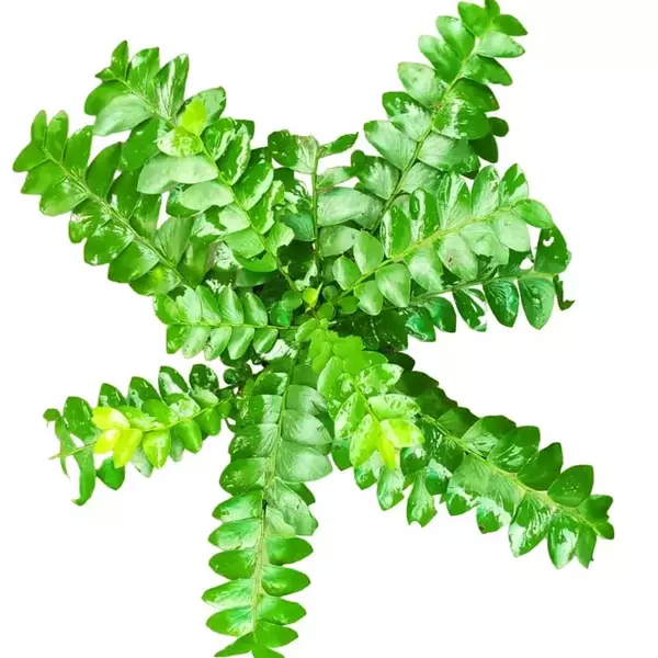Ornamental Curry leaf plant