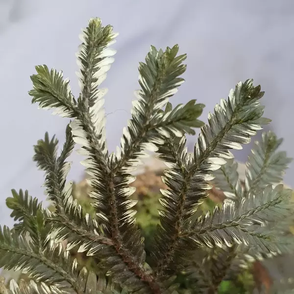 Selaginella brown variegata