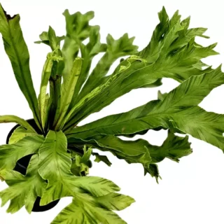 Leslie Bird's Nest Fern variegated