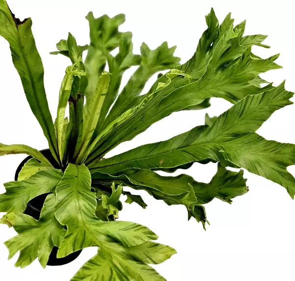 Leslie Bird's Nest Fern variegated