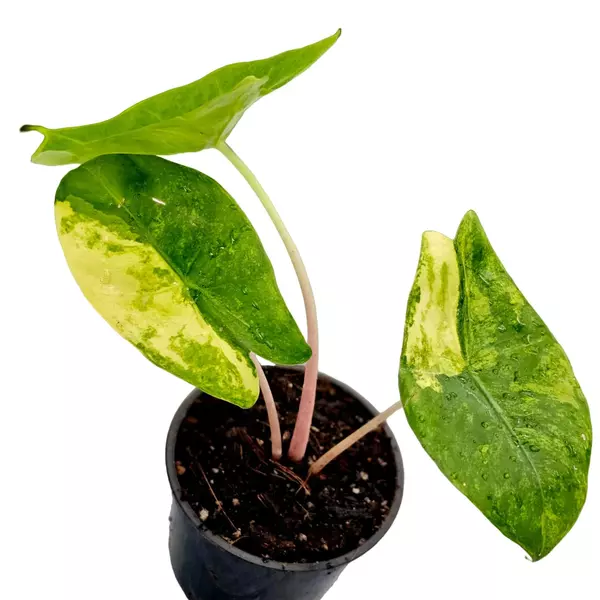 Alocasia Pink dragon verigated