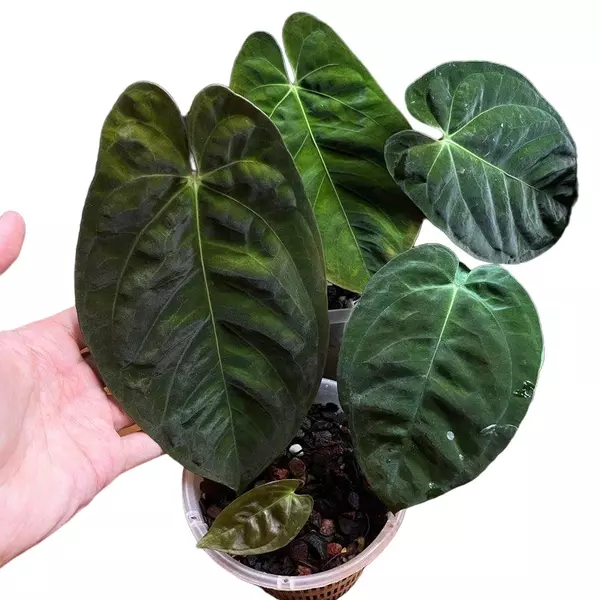 Anthurium Goliath