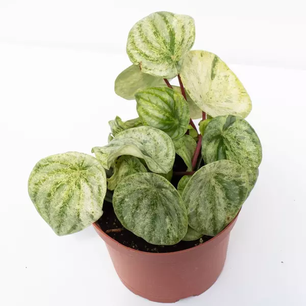 VARIEGATED WATERMELON PEPEROMIA