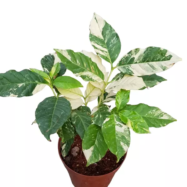 Variegated coffee plant