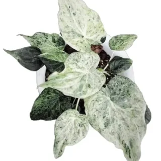 Alocasia Cucullata white marble variegated