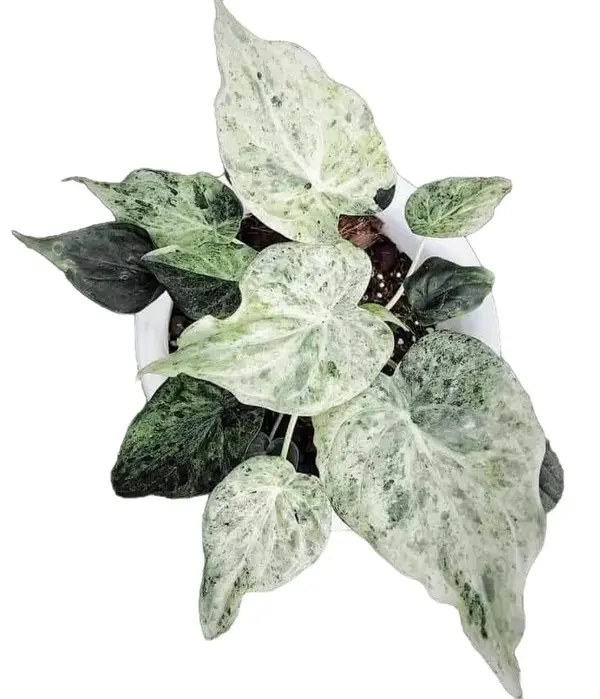 Alocasia Cucullata white marble variegated
