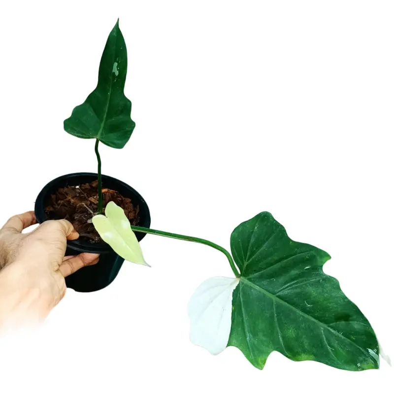 Philodendron Golden Dragon Variegated