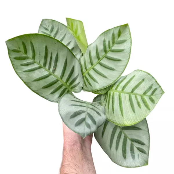 calathea bella carolina plant