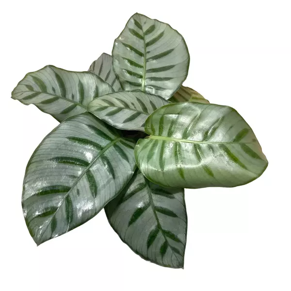 calathea bella carolina plant